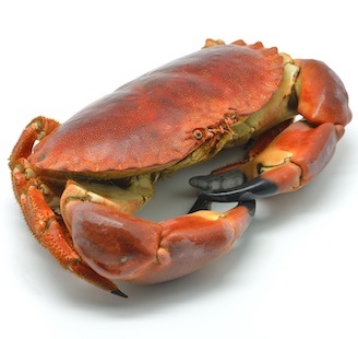 Brown Crab